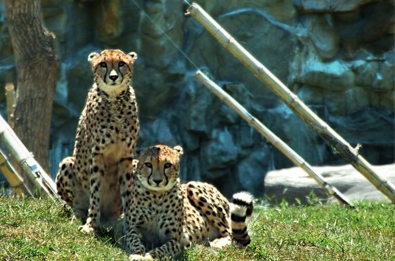 atrac3a7oes-bioparque-temaiken-buenos-aires