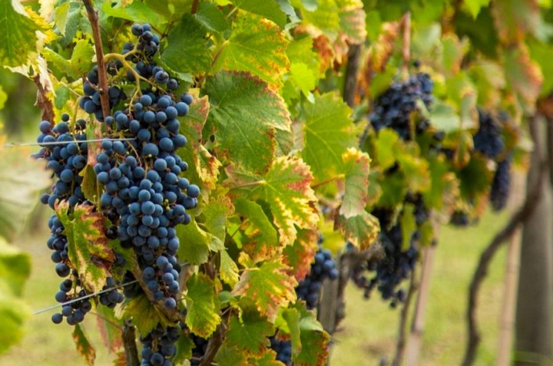 whatsapp-image-2023-10-22-at-20.09.59-10