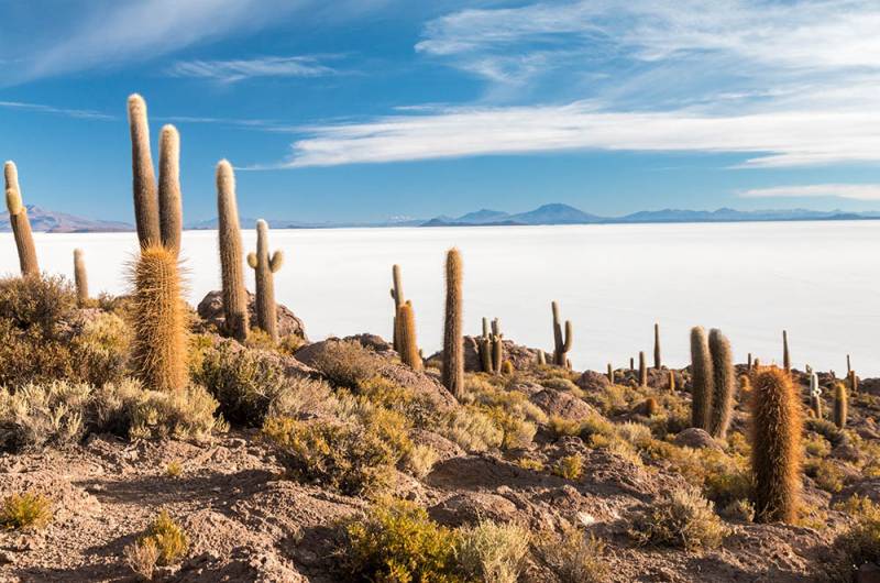 cactus-island-isla-incuahuasi-at-uyuni-slat-flats-bolivia